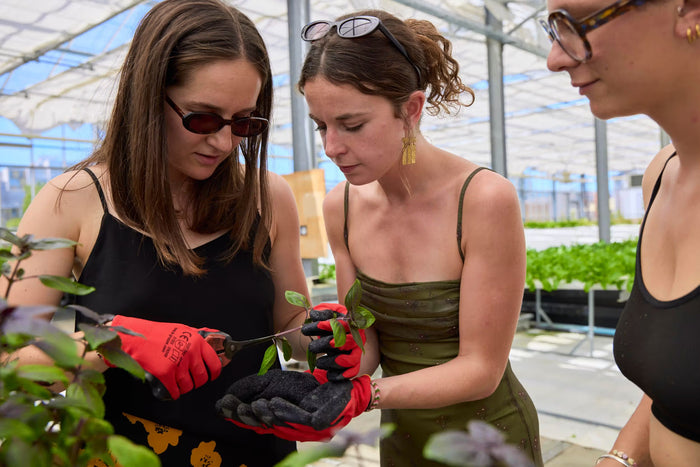 Découvrez la technique du bouturage